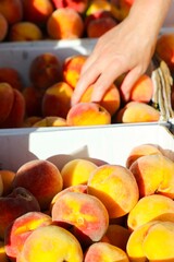 woman holding peaches at farmers market