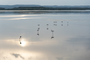 seagulls on the beach