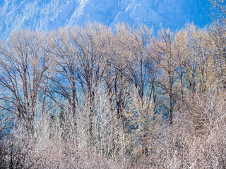 USA, Washington State, Cle Elum. Trees along the Yakima River on a frosty morning.
