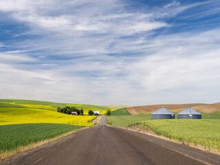 USA, Washington State, Palouse. Palouse countryside in summer with canola and wheat, farm and silos.
