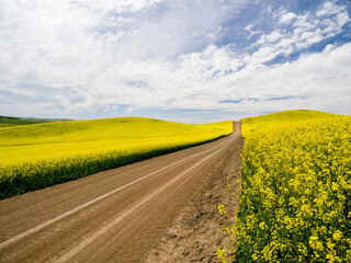Obraz premium USA, Washington State, Palouse. Rural dirt road running through yellow blooming canola in the summer.