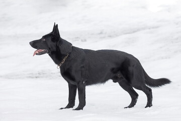 Black dog German Shepherd standing in the snow with its tongue out.