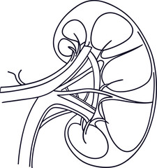 Human kidney with shield isolated on white background. Kidney care concept. Kidney vector art.