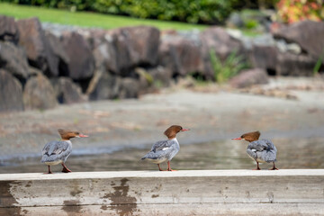 Issaquah, Washington State, USA. Three female Common Mergansers standing on a wooden pier near the shore of Lake Sammamish.