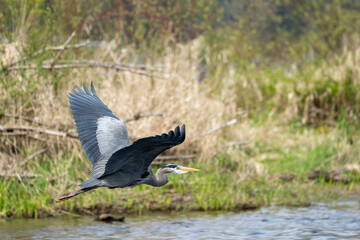 Issaquah, Washington State, USA. Great Blue Heron flying over Lake Sammamish.