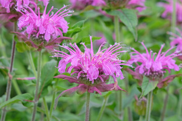 Purple Monarda, also known as bergamot, bee balm, horsemint ‘Violet Queen’ in flower.