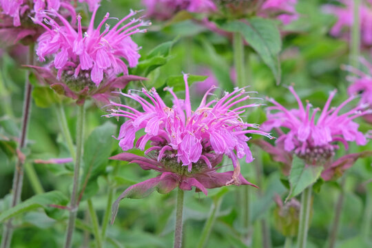 Purple Monarda, also known as bergamot, bee balm, horsemint &lsquo;Violet Queen&rsquo; in flower.