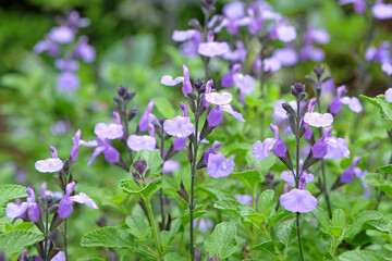 Salvia sage ‘So Cool Pale Blue’ in flower.