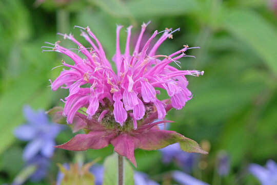 Purple Monarda, also known as bergamot, bee balm, horsemint &lsquo;Violet Queen&rsquo; in flower.