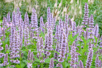 Pale purple Mexican giant hyssop Agastache ‘Blue Fortune’ in flower.