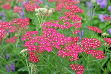 Achillea millefolium, Pink common yarrow ‘Heidi’ in flower.