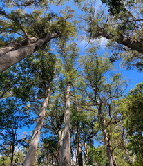 big Eucalyptus tall trees growing at fern tree park Mount Wellington, kunanyi Tasmania
