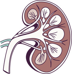 Human kidney with shield isolated on white background. Kidney care concept. Kidney vector art.