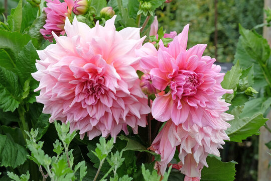 Pink dinner plate dahlia &lsquo;Otto&rsquo;s Thrill&rsquo; in flower.