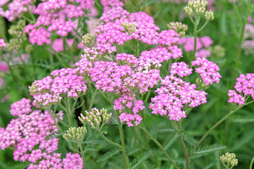 Obraz premium Achillea millefolium, Pink common yarrow ‘Cerise Queen’ in flower.