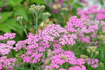 Obraz premium Achillea millefolium, Pink common yarrow ‘Cerise Queen’ in flower.