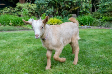 Obraz premium Issaquah, Washington State, USA. Three week old male golden guernsey kid walking in a grassy yard. (PR)