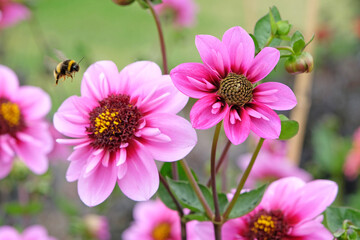 Obraz premium A bumble bee flies towards the Pink and purple collarette Dahlia ‘Skyfall’ in flower.
