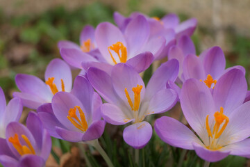Naklejka premium Vibrant colours of the Crocus Tommasinianus (Woodland or Early Crocus) 