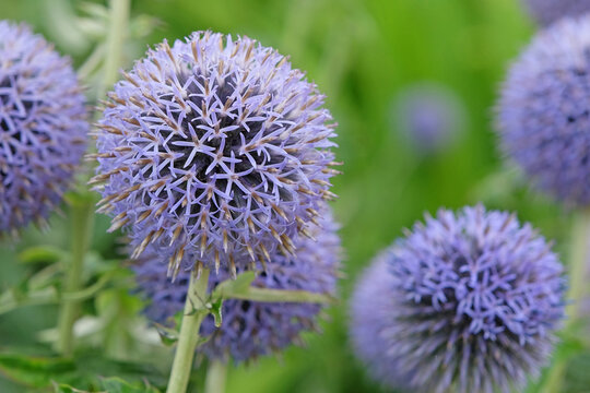 Echinops bannaticus globe thistle &lsquo;Taplow Blue&rsquo; in flower