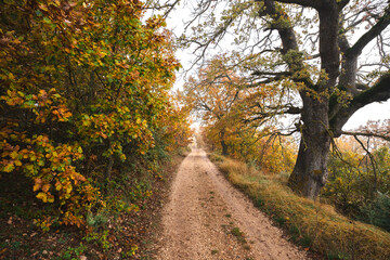 An autumn trail through Italy with golden leaves. 