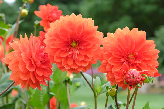 Bright orange decorative dahlia ‘Stadt Spremberg’ in flower. - Powered by Adobe