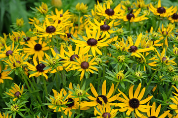 Yellow Rudbeckia fulgida black eyed susan ‘little goldstar’ in flower.