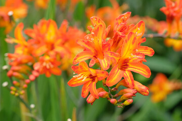 Orange and yellow Crocosmia, also known as montbretia, ‘Firestars Scorchio’ in flower.