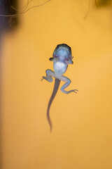 Issaquah, Washington State, USA. Pacific tree frog froglet, still needing to absorb its tail, eating duckweed in an aquarium.