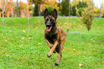A Belgian Malinois dog runs energetically across a grassy field with ears perked up and tongue out.