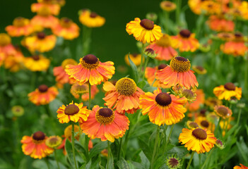 Orange and yellow Helenium sneezeweed  in flower.