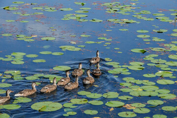 Kirkland, Washington State, USA. Flock of female common mallards swimming in Juanita Bay Park through the lily pads, part of Lake Washington.