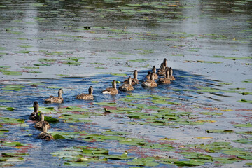 Kirkland, Washington State, USA. Flock of female common mallards swimming in Juanita Bay Park through the lily pads, part of Lake Washington.