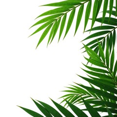 Fototapeta premium Isolated coconut plam leaves against white background with natural textures, isolated, natural textures