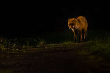 Red fox at night in the dark