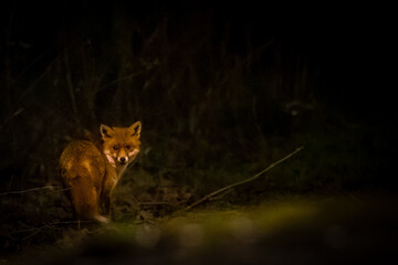 Red fox at night in the dark