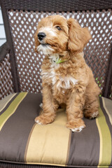 Issaquah, Washington State, USA. 3-month old Aussiedoodle puppy sitting on the cushion of a wicker patio chair. (PR)