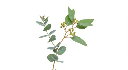 Obraz premium A delicate eucalyptus branch with vibrant green leaves and small buds set against a white background