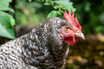 Port Townsend, Washington State, USA. Close-up of a Free-ranging Plymouth Barred Rock hen in a garden area.
