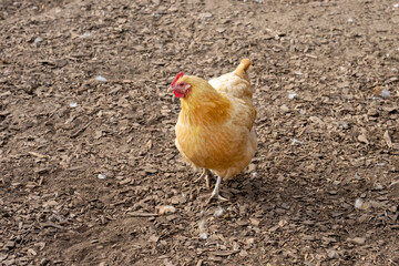 Port Townsend, Washington State, USA. Free-ranging Buff Orpington hen walking