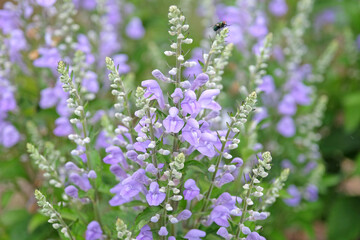 Obraz premium Pale blue Scutellaria incana, the hoary skullcap or downy skullcap in flower.
