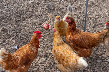 Port Townsend, Washington State, USA. Flock of free-ranging hens pecking at an apple that has been hung on a string for them. Rhode Island Red and Golden Sex Link hens.