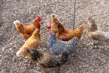 Port Townsend, WA, USA. Flock of free-ranging hens pecking at an apple that has been hung on a string for them. Includes Rhode Island Red, Plymouth Barred Rock, Golden Sex Link and mixed breed hens