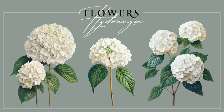 White hydrangea flowers isolated on a grey background. Vintage painting style illustration.