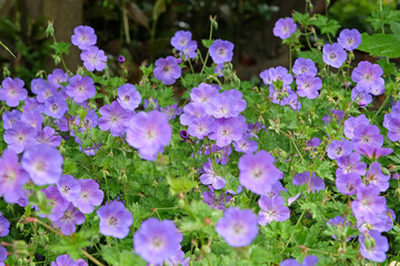 Purple hardy geranium cranesbill ‘Rozanne’ in flower.