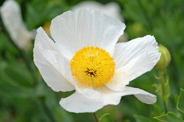 White and yellow Romneya coulteri, Californian tree poppy in flower.