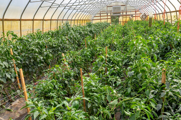 Port Townsend, Washington State, USA. Chile peppers growing in a commercial greenhouse