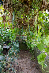 Port Townsend, Washington State, USA. English cucumbers growing in a commercial greenhouse.