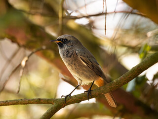 Redstart on a branch