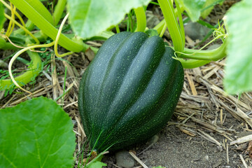 Port Townsend, Washington State, USA. Acorn squash growing on the vine © Danita Delimont